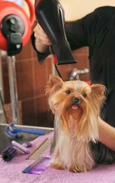 How to Groom a Yorkshire Terrier