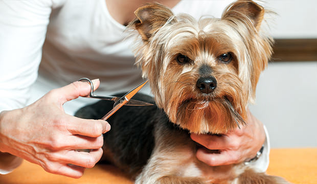 How to give a Yorkie a Summer Cut