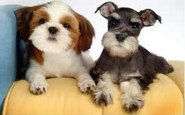 Grooming styles for Small Dogs