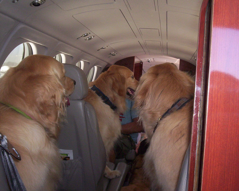 dogs on a plane
