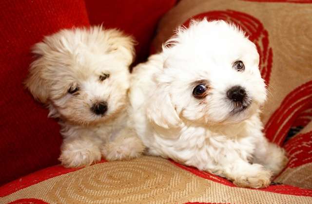 Maltese Dog Grooming Styles