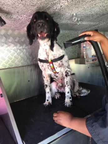 Mobile dog Grooming Centurion