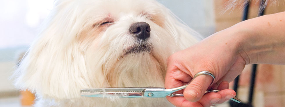 Pet grooming services near me
