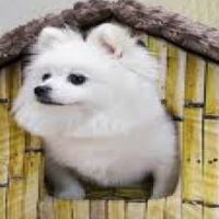 Doggy Parlour Wierda Park