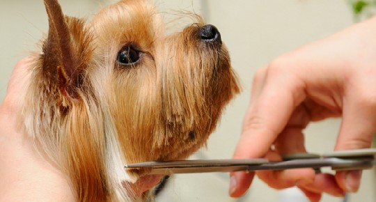 Pet Grooming near Me