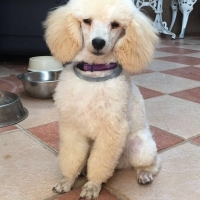Grooming Tips for Dogs