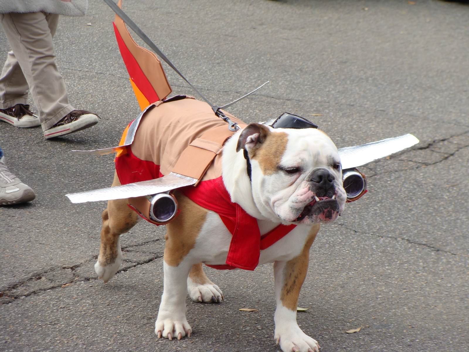 DogAirplaneDallasPoochParade