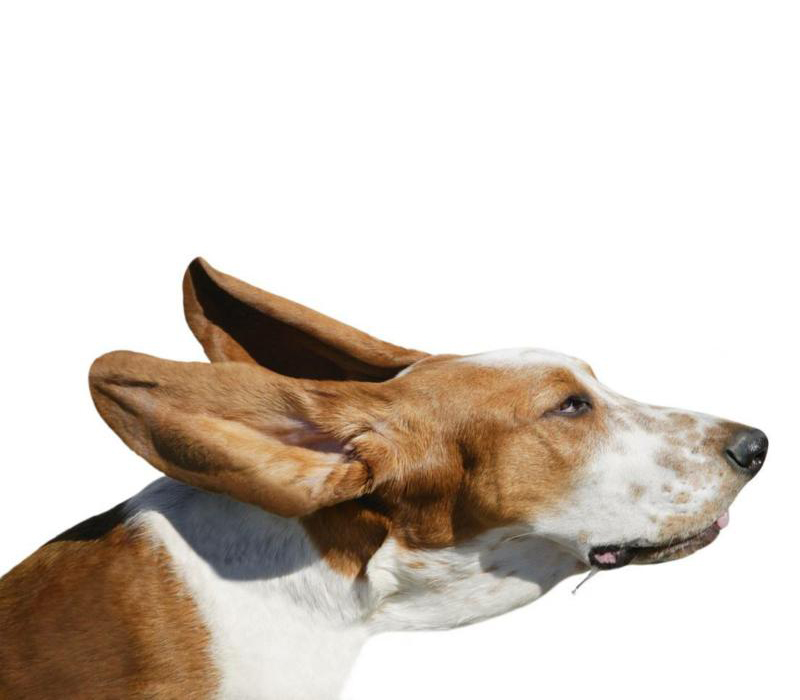 DogAirplaneDallasPoochParade1