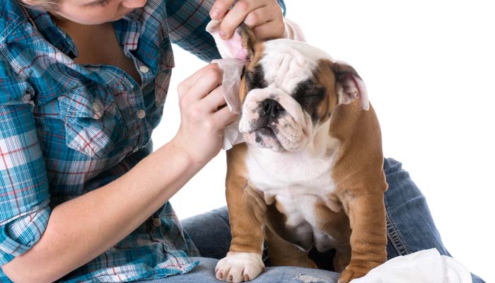 Dog groomers that come to your home