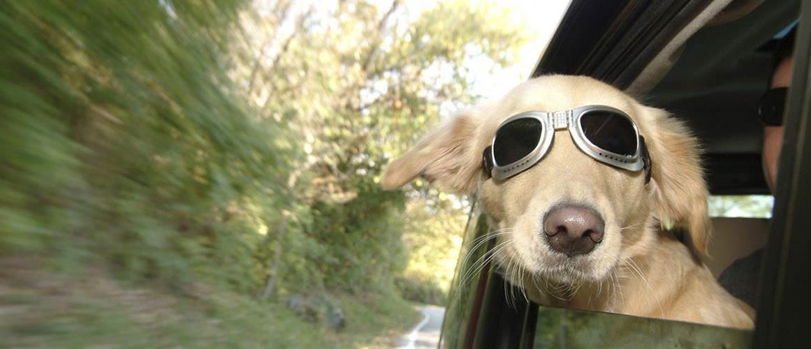 Pet Travel 1 11.53.43