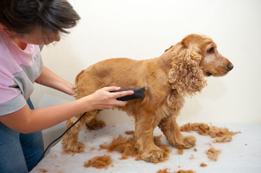Dog Grooming for Beginners