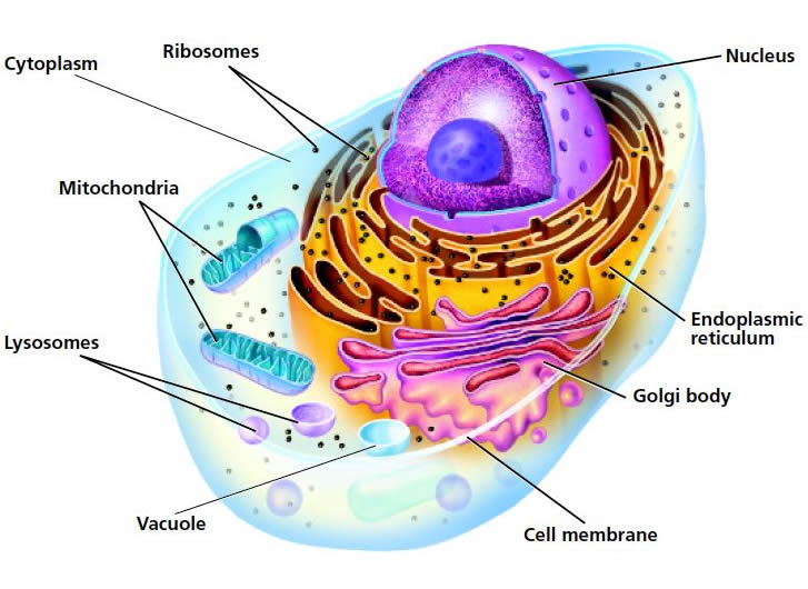What is a Animal cell
