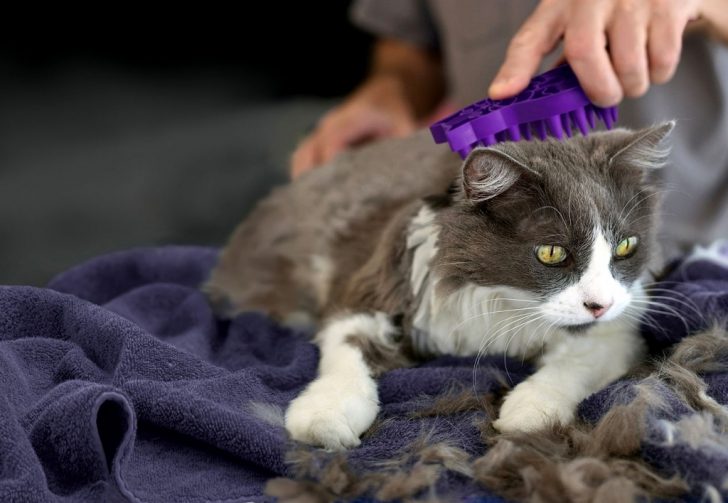 Cat Grooming Basics