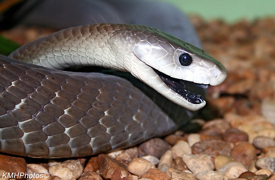 How Poisonous is a Black Mamba