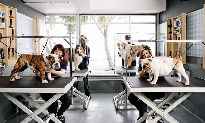 Airline approved pet carrier