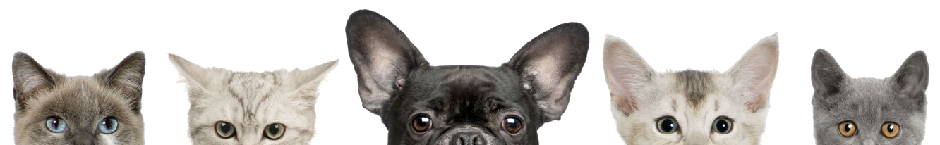 Doggy Parlour Faerie Glen