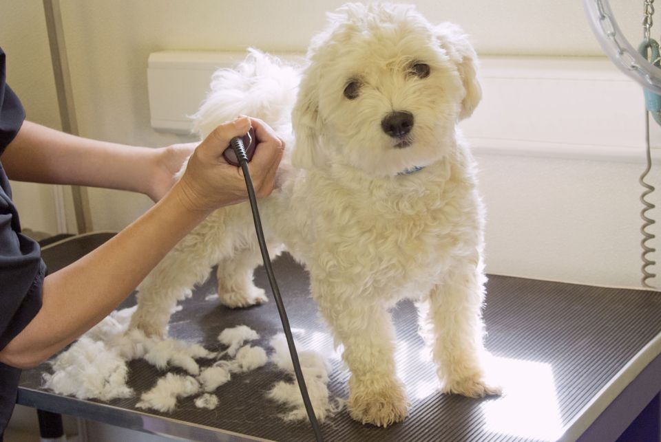 Dog Grooming Basics