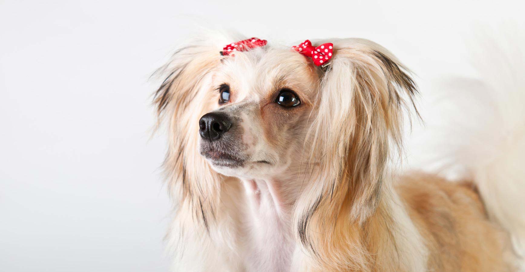 Pet grooming Pretoria