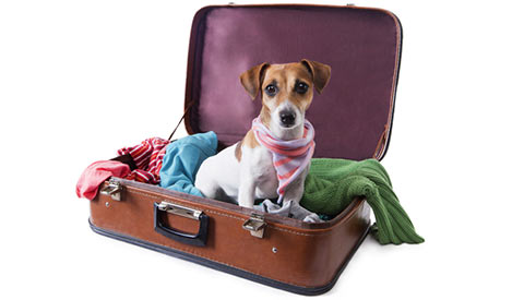 dog travel
