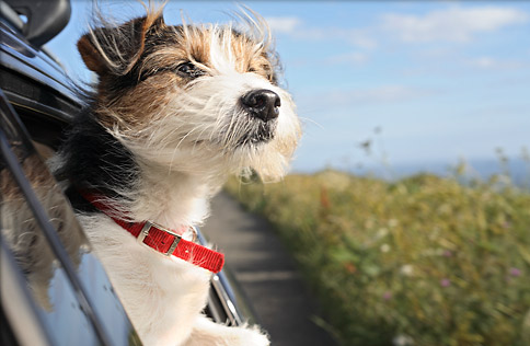 Information for Pet travel Cape Town