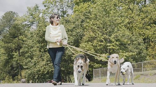 Person that takes care of pets at home