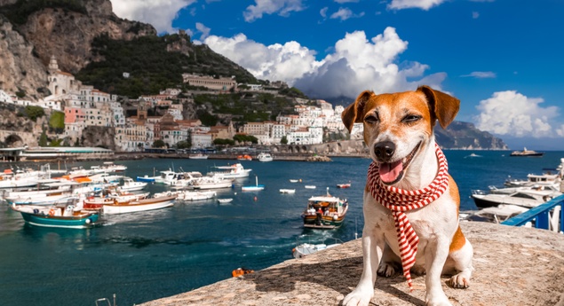 Pet travel safety Tips