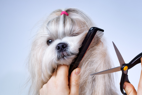 How to Groom a Shih Tzu