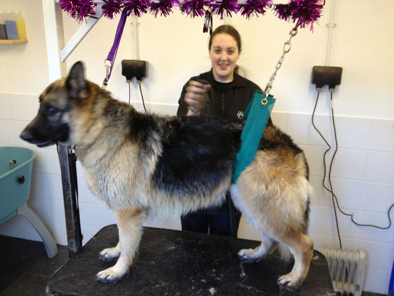 Groom a German Shepherd