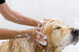 Large Dog Grooming