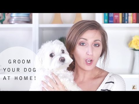 Learn how to groom your dog