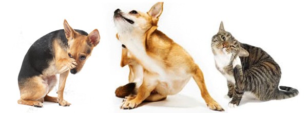 Pet grooming Midrand