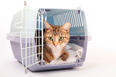 kitten travel carry crate
