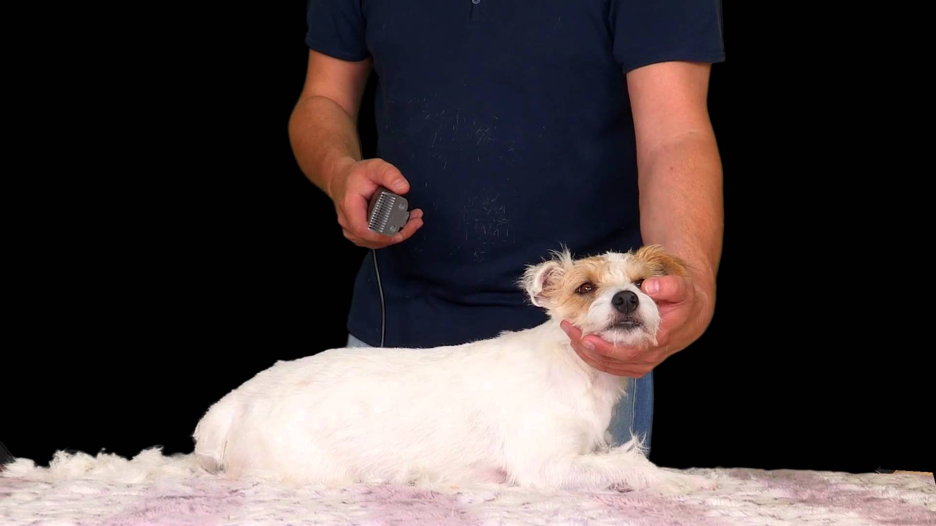 How to Groom my Pet