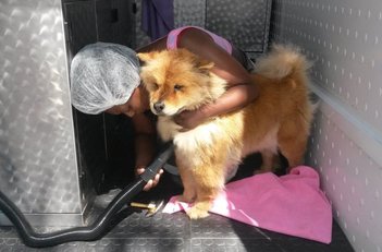 Mobile Pet care service in Pretoria