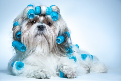 Dog Grooming Places