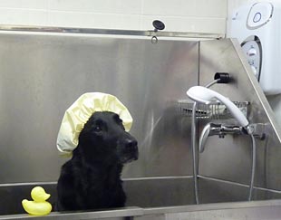 Mobile Doggy Parlour