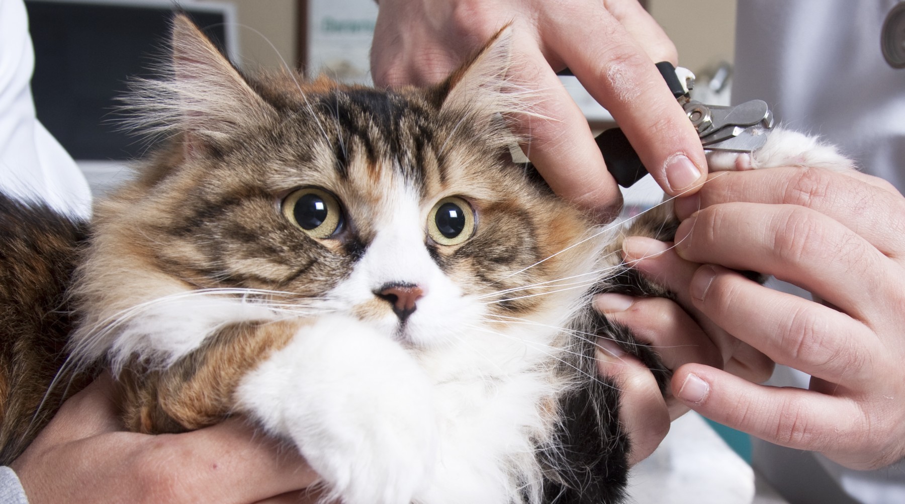 Doggy Parlour Elarduspark