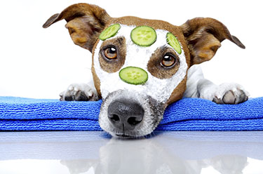 Is Pet Grooming Healthy