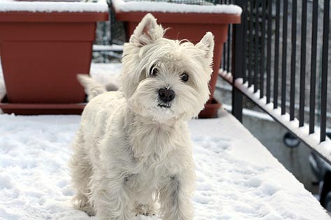 Grooming dogs in Winter