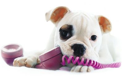 Mobile Pet Grooming Pretoria East