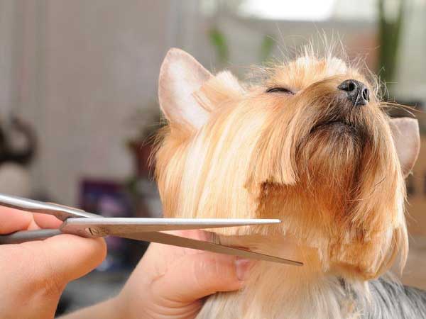 yorkie grooming